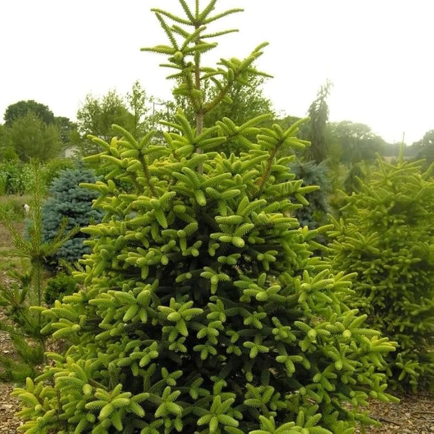 VOLVO cedrus  libani abies pinsapo 苗 Amazon.com : Abies pinsapo (Spanish Fir) Tree Seeds, Elegant